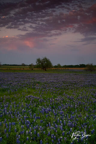 Evening with Bluebonnets