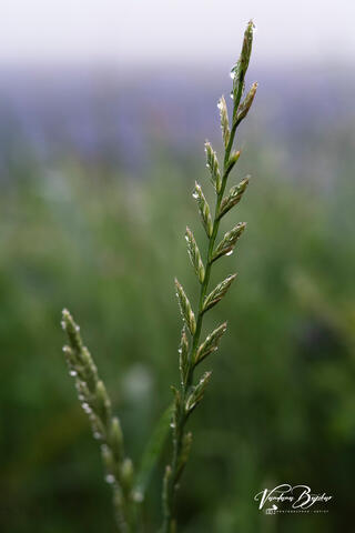Soaked in Dew