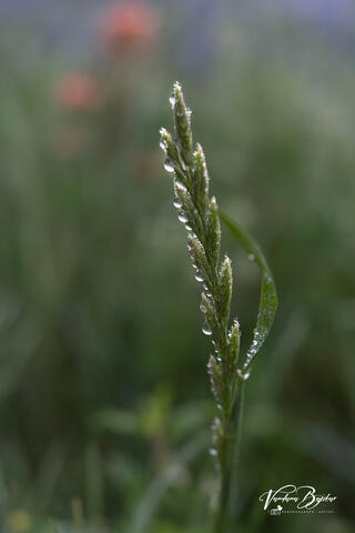 Soaked in Dew