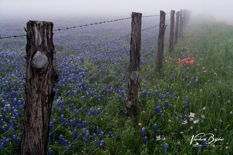 Bluebonnets