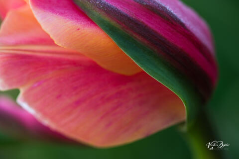 Tulip Glow