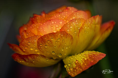 Buttercup in dews