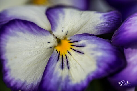 Inner Symmetry