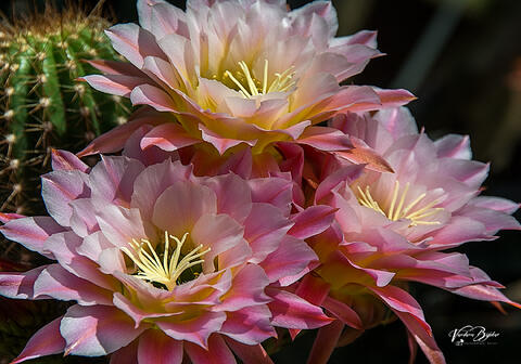 Cactus Beauty