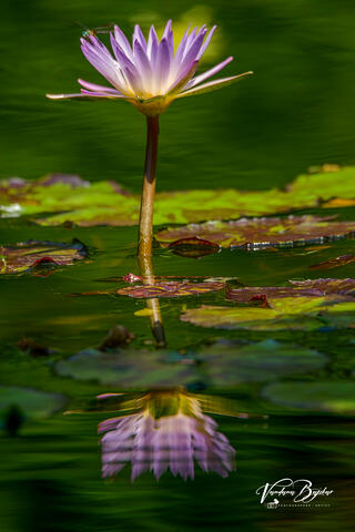 Blooming in Breez