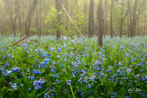 Misty Bluebell Field