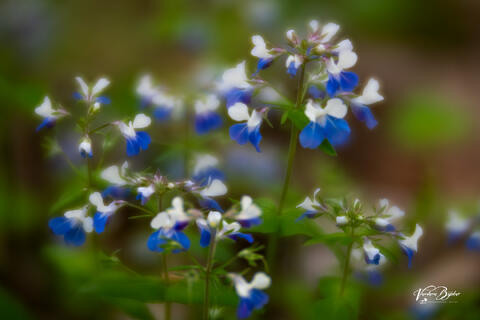 Blue Eyed Mary Dreams