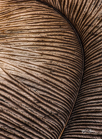 Feather Curve