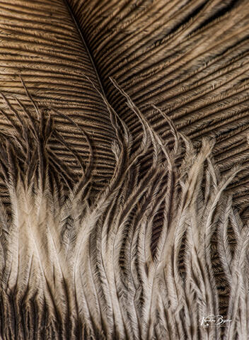 Feathery Lines