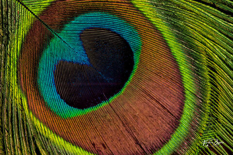 Peacock Grace