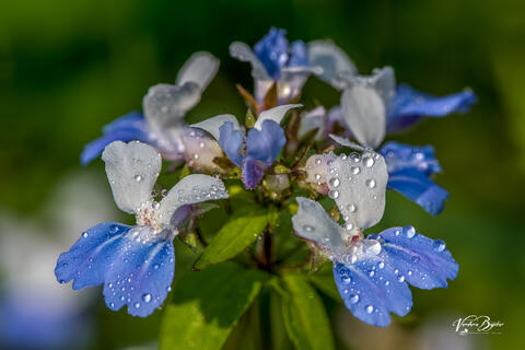 Dewy Blue Eyed Mary