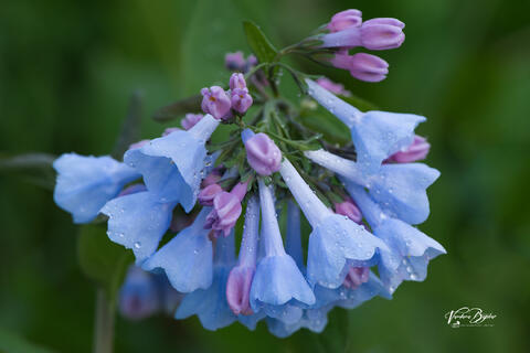 Woodland Flowers