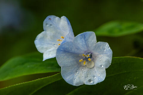 Delicate