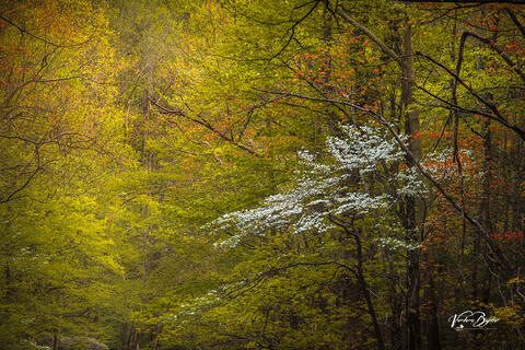 Dogwood Canvas
