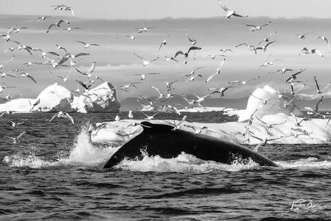 Harbingers of Whale