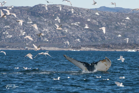 Follow the Tail Fluke
