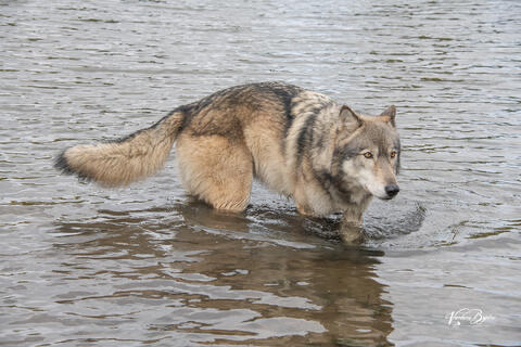 Trading in Water - Aspen