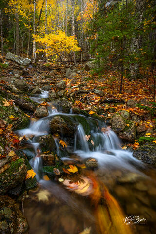 Stream thru Woods
