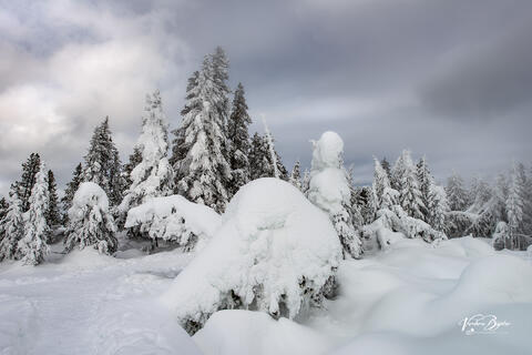 Ghost Trees