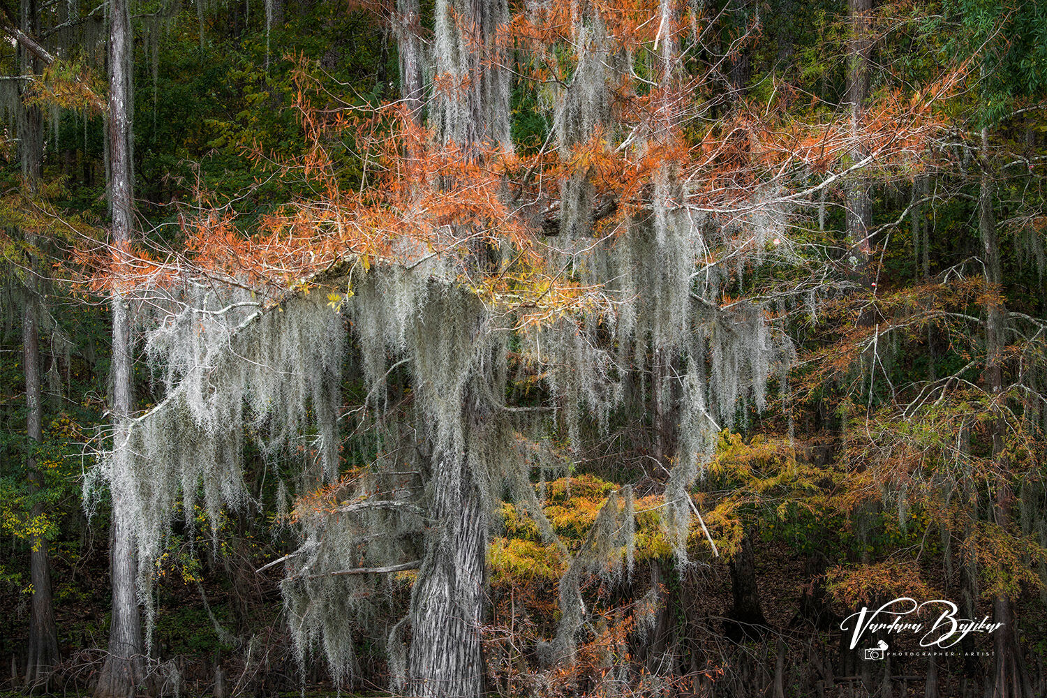BaldCypress, Bayou, SpanishMoss, Swamp