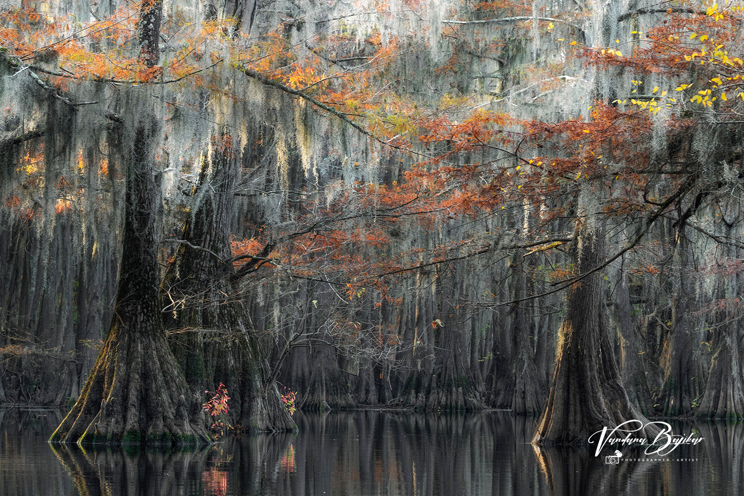 BaldCypress, Bayou, SpanishMoss, Swamp