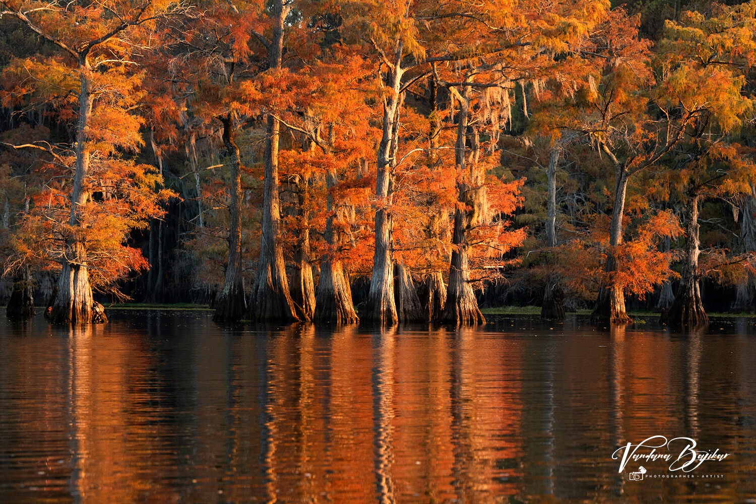 BaldCypress, Bayou, SpanishMoss, Swamp,sunset