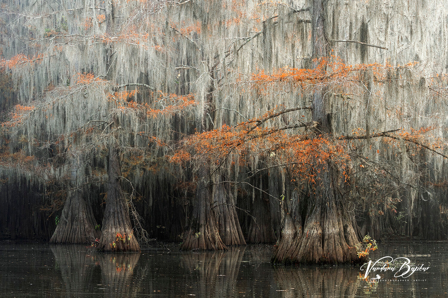 BaldCypress, Bayou, SpanishMoss, Swamp