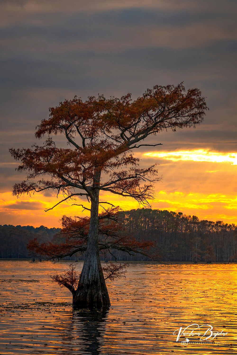 BaldCypress, Bayou, SpanishMoss, Swamp,sunset