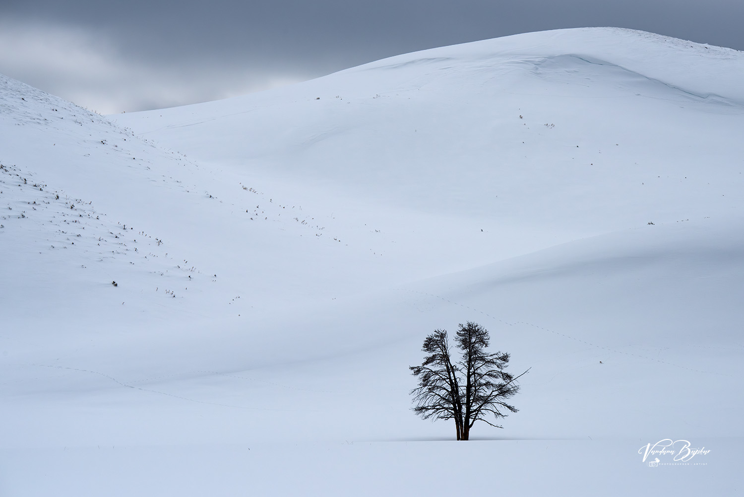 A Lone Tree