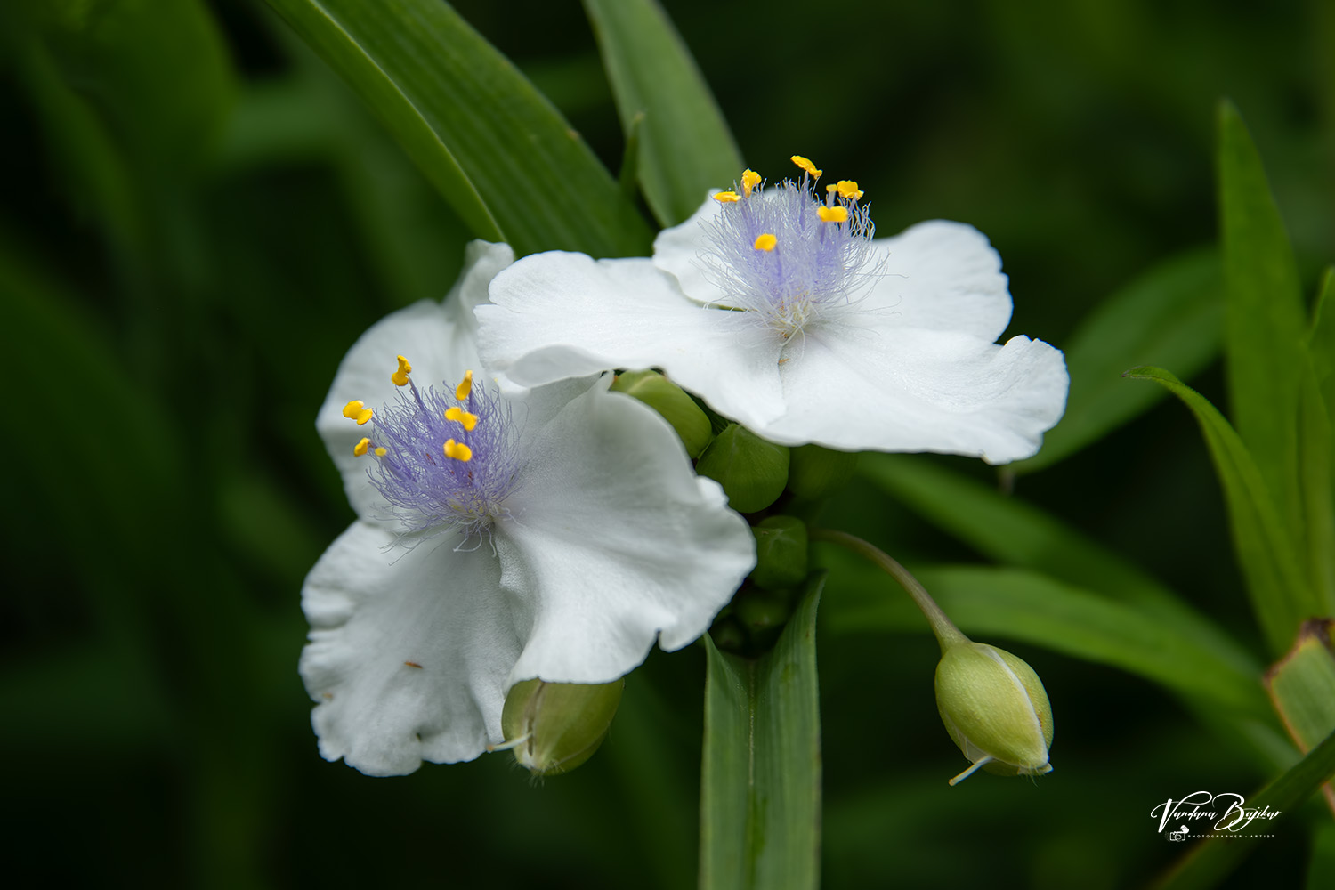 Pollens - Spiderwort