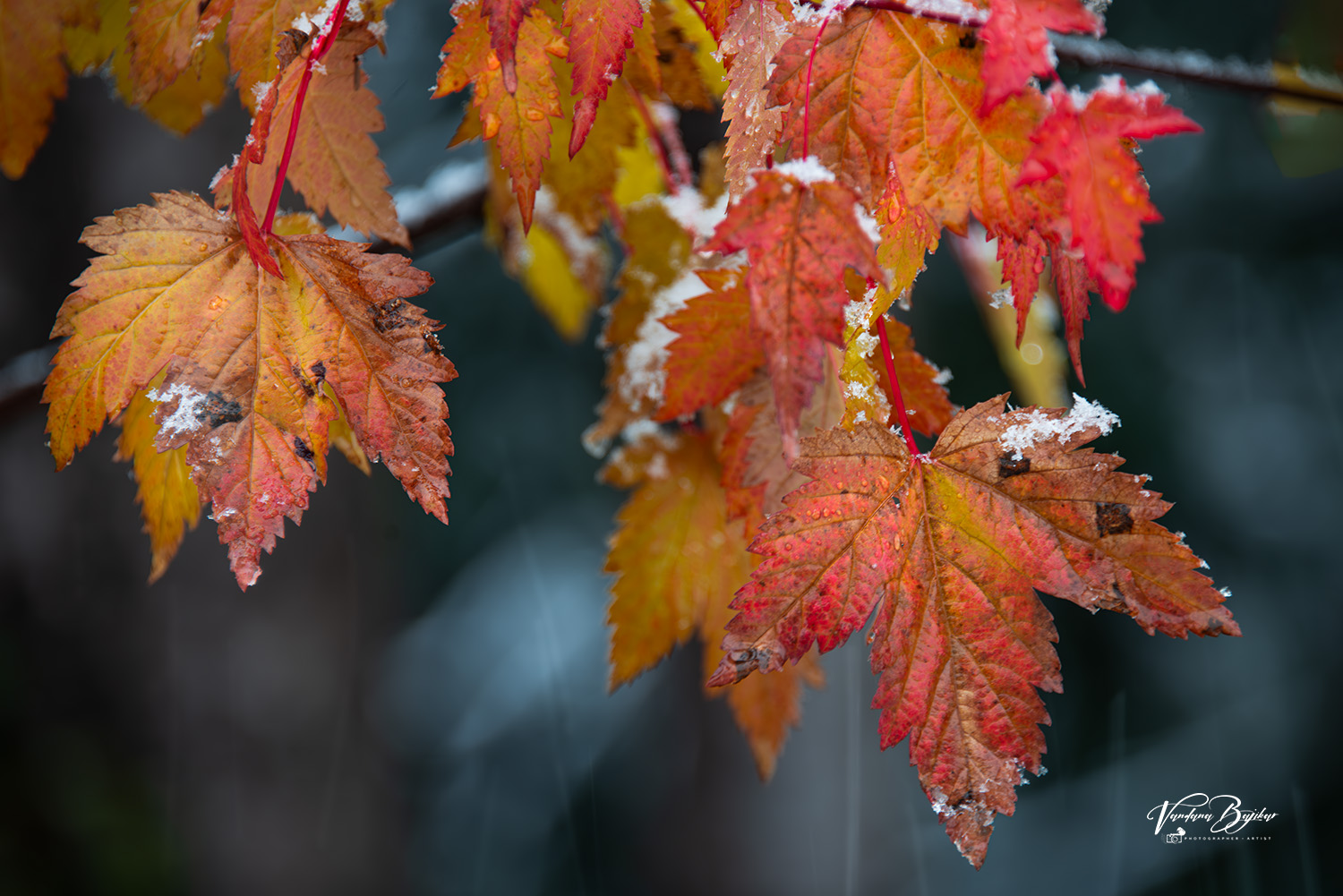 Warm in Cold