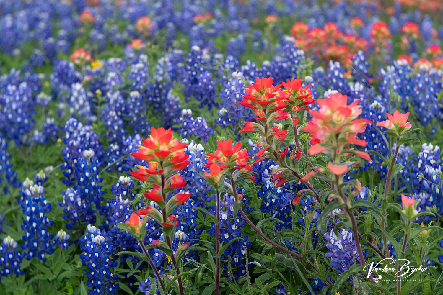 Complimentary COlors